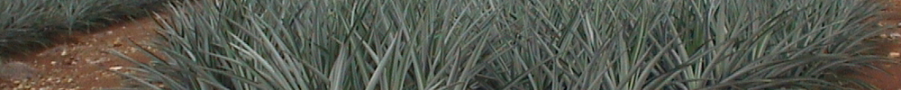 pineapplefield